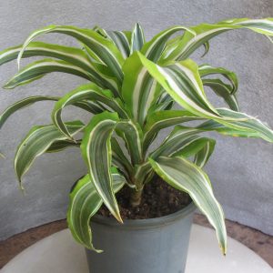 Dracaena fragrans-lemon lime