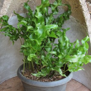 Twister fern