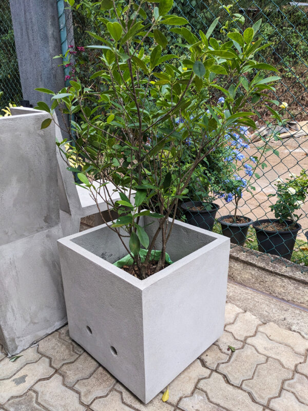 Tree planter - P̶l̶a̶s̶t̶e̶r̶ Concrete - Image 2